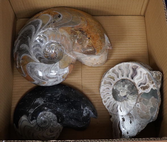 Three fossil specimens of ammonites, all highly polished and one cut as a cross-section, largest diameter 26cm